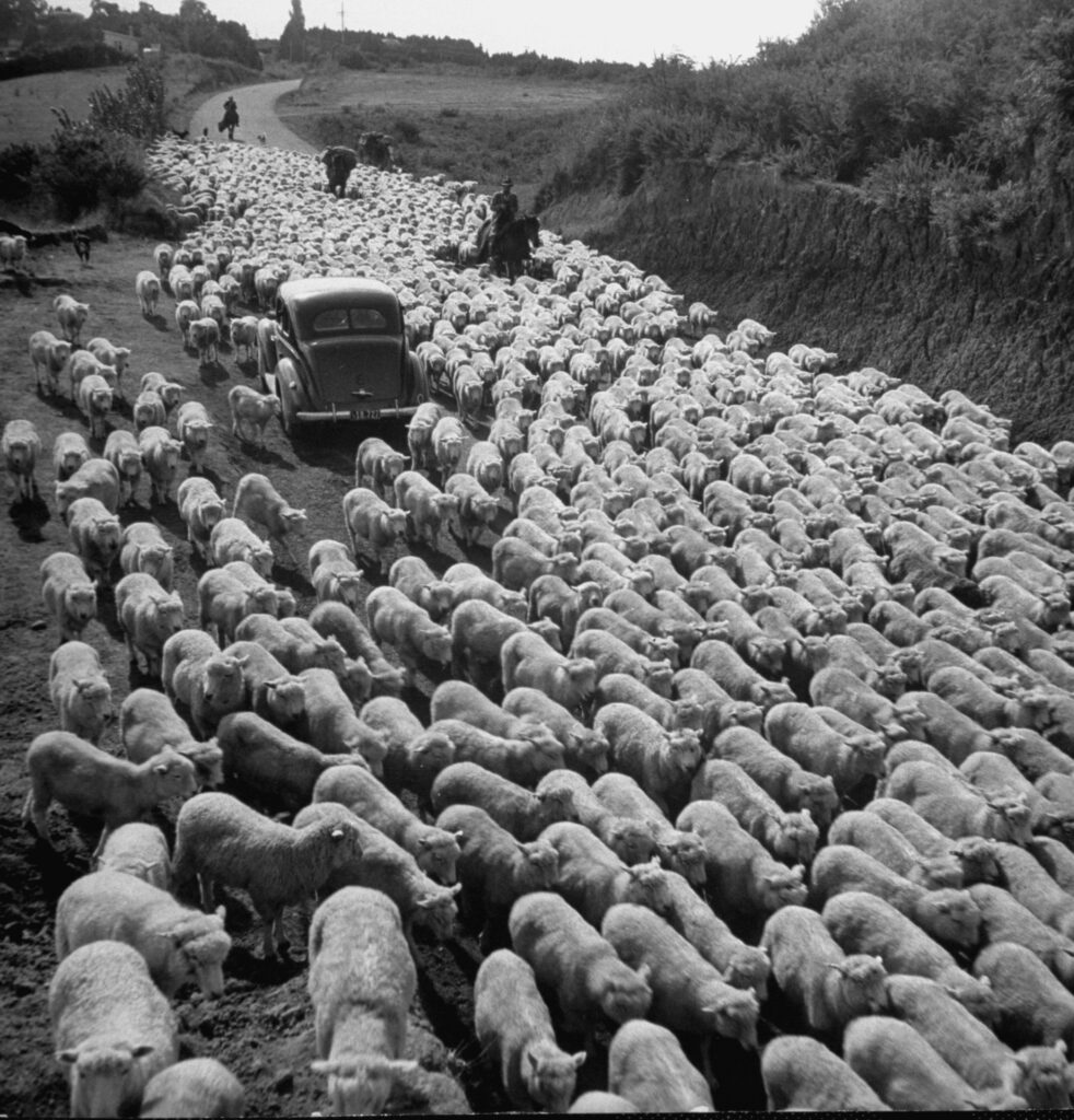 George Silk's Images of New Zealand: A LIFE Photographer Goes Home