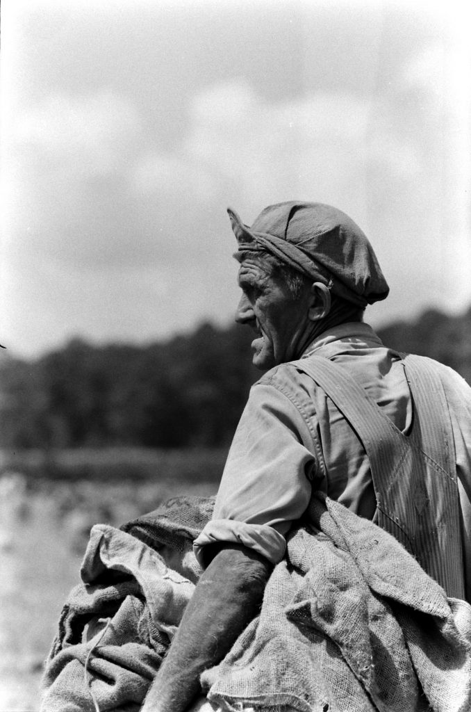 Migrant workers harvesting potatoes, USA, 1959.