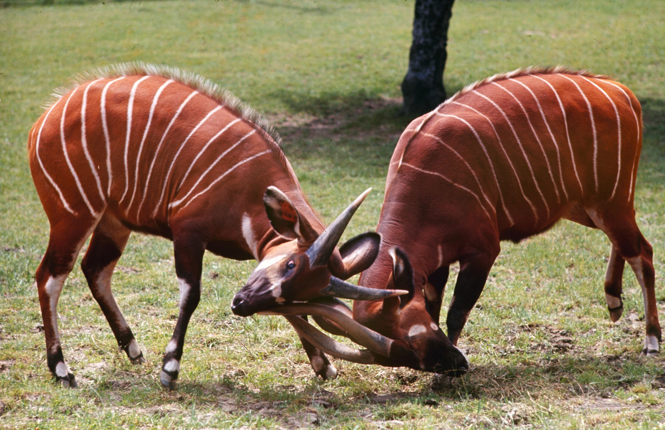 Endangered Species Photographed For LIFE Magazine In 1964